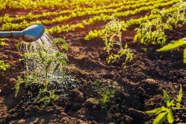 Domates sulama sulama olabilir günbatımı kırsal kesimde filizlenir. Tarım ve tarım kavramı. Bahçe