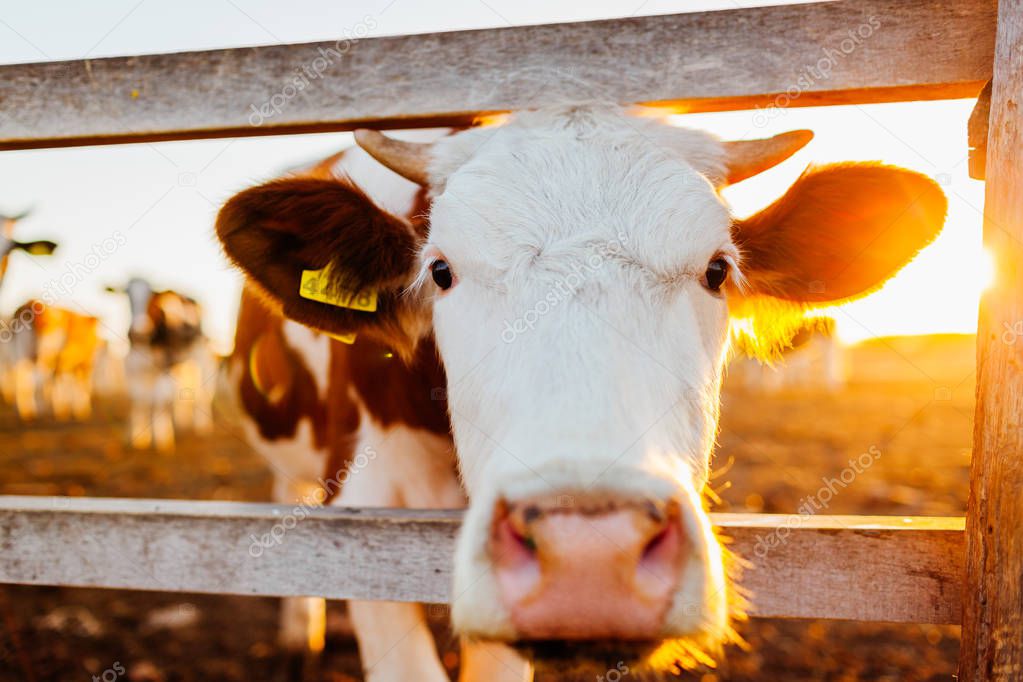 Close-up of white and brown cow on farm yard at sunset. Cattle walking outdoors in summer countryside