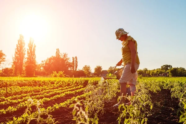 Žena Zemědělce Zalévání Sazenice Rajčat Konve Při Západu Slunce Krajině — Stock fotografie