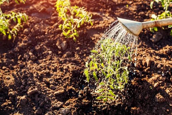 Watering Tomato Sprouts Watering Can Sunset Countryside Agriculture Farming Concept — Stock Photo, Image