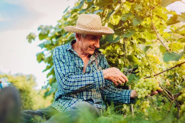Ekolojik çiftlikte ürün üzüm toplama çiftçi. Komuta sizde kesme üzüm budayıcı ile. Bahçecilik, tarım kavramı