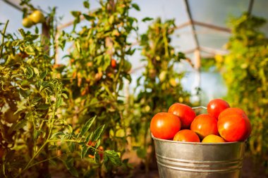 Kova sera çiftlikte, kırmızı domates. Tarım, bahçecilik kavram. Hasat zamanı