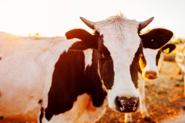 Gün batımında çiftlik bahçede otlayan inekler. Yemek ve açık havada yürüyüş kırsal kesimde sığır.