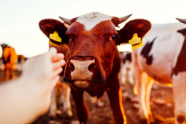 Vacas Pastando Patio Granja Atardecer Comer Ganado Caminar Aire Libre — Foto de Stock