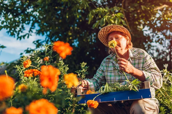 Senior woman gathering flowers in garden. Elderly retired woman smelling flowers. Gardening concept