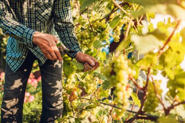 Ekolojik çiftlikte ürün üzüm toplama çiftçi. Komuta sizde kesme üzüm budayıcı ile. Bahçecilik, tarım kavramı