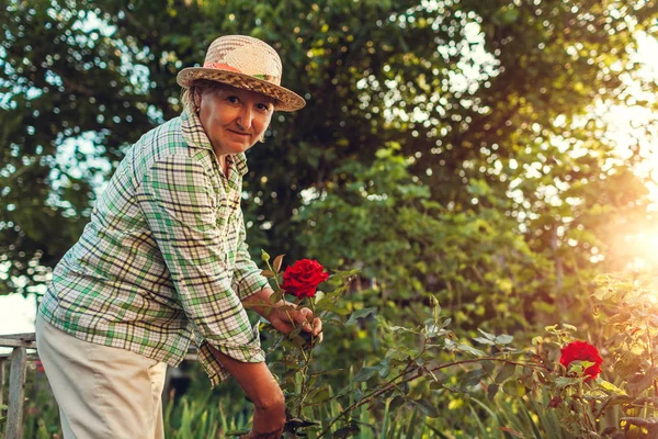 Senior woman gathering flowers in garden. Middle-aged woman cutting roses off. Gardening concept. Lifestyle