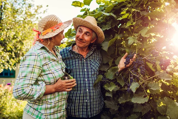 Couple of farmers checking crop of grapes on ecological farm. Happy senior man and woman gather harvest. Gardening