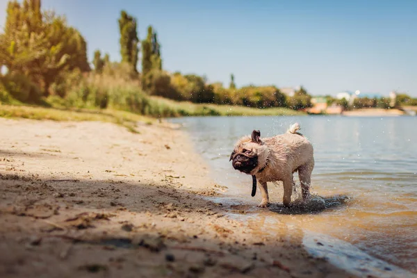 Pug dog shaking off water after swimming in river. Happy puppy running walking outdoors. Dog enjoying nature