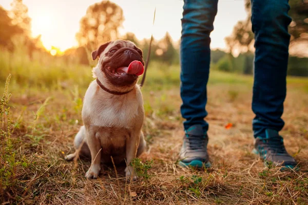 歩行のパグ犬秋の森マスター 幸せな子犬は 人間の足で草の上に座って 屋外休憩犬 — ストック写真