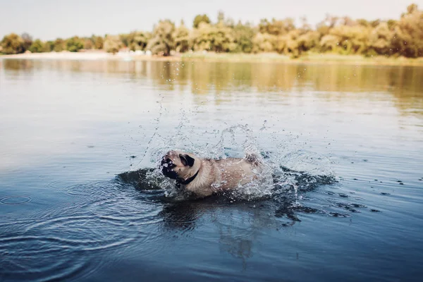 Mops Hund Schwimmt Fluss Glücklicher Welpe Der Wasser Läuft Hund — Stockfoto