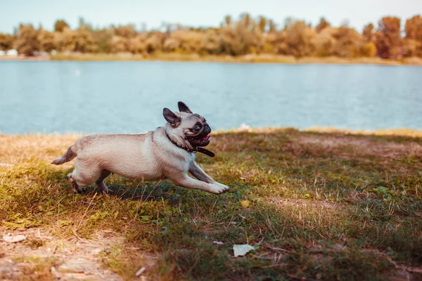 Pug Dog Running River Summer Happy Puppy Having Fun Playing — Stock Photo, Image