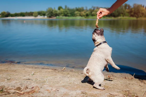 Pug dog jumping by river to catch stick in master's hand. Happy puppy having fun outdoors, playing with master