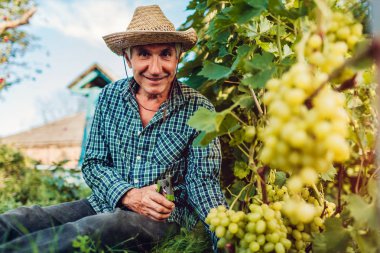 Ekolojik çiftlikte ürün üzüm toplama çiftçi. Budayıcı ile beyaz üzüm kesme komuta sizde. Bahçecilik, tarım kavramı