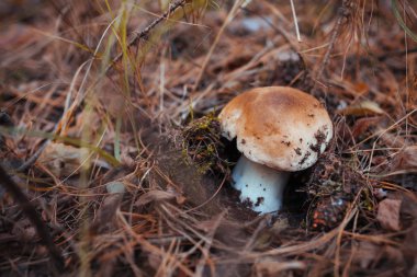 Porcini mantar ormanda büyür. Sonbahar Doğa. Toplama mantar
