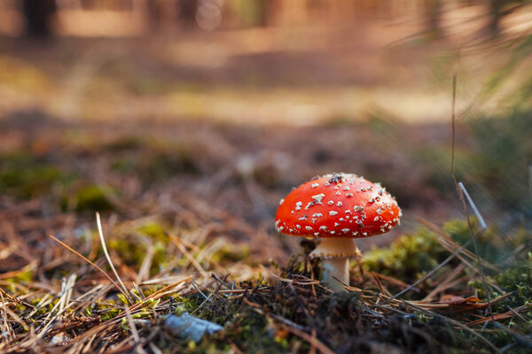 Fly-agaric growing in autumn forest. Close up. Fall nature