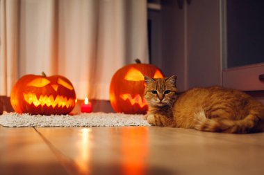 Cadılar Bayramı kutlama. Kırmızı kedi mutfak üzerinde oyulmuş kabak başına oturmuş. Jack-o-lantern. Ev dekorasyon.