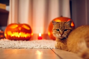 Cadılar Bayramı kutlama. Kırmızı kedi mutfak üzerinde oyulmuş kabak başına oturmuş. Jack-o-lantern. Ev dekorasyon.