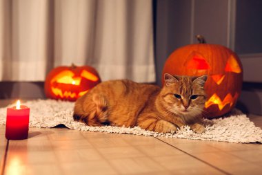 Cadılar Bayramı kutlama. Kırmızı kedi mutfak üzerinde oyulmuş kabak başına oturmuş. Jack-o-lantern. Ev dekorasyon.