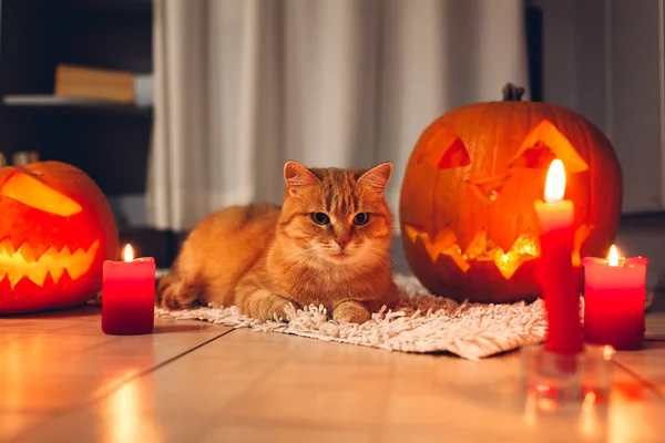 Halloween Celebration Red Cat Sitting Carved Pumpkins Kitchen Jack Lantern — Stock Photo, Image