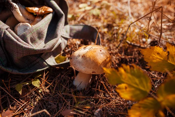 Gathering Porcini Mushroom Bag Autumn Forest Season Gathering Mushrooms — Stock Photo, Image