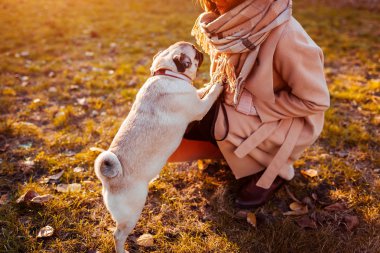 Sonbahar Park ana yürüyüş pug köpek. Kadının bacaklarına atlama mutlu köpek yavrusu. Açık havada oynayan köpek