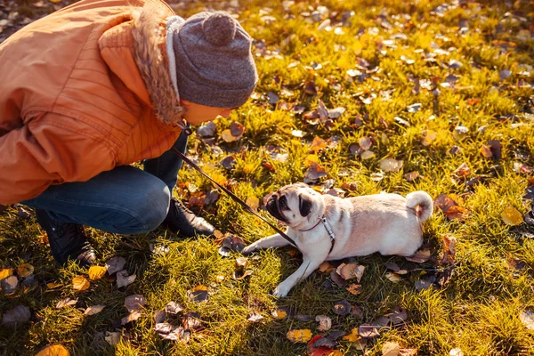 Maestro Cane Carlino Ambulante Nel Parco Autunnale Uomo Che Parla — Foto Stock