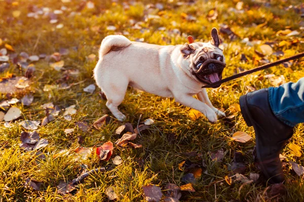 Maestro Cane Carlino Ambulante Nel Parco Autunnale Cucciolo Morde Guinzaglio — Foto Stock