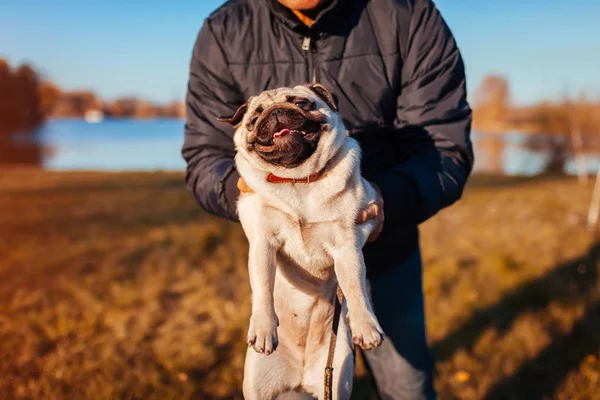 Master holding pug dog in autumn park by river. Man playing with pet outdoors