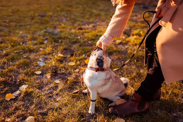 Hlavní Pěší Mops Pes Podzimním Parku Žena Mazlení Štěně Venku — Stock fotografie