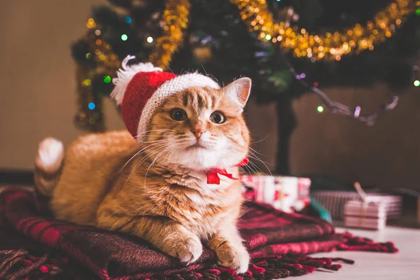 赤猫は クリスマス ツリーの下で横になっているサンタさんの帽子をかぶっています クリスマスと新年のコンセプト — ストック写真