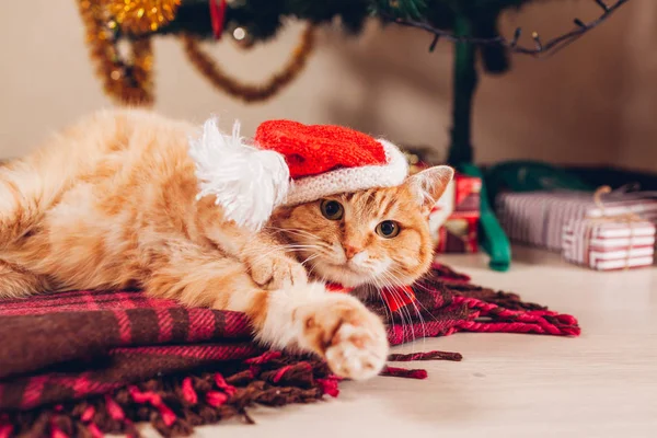 Kırmızı Kedi Noel Ağacının Altında Yalan Noel Baba Nın Şapka — Stok fotoğraf
