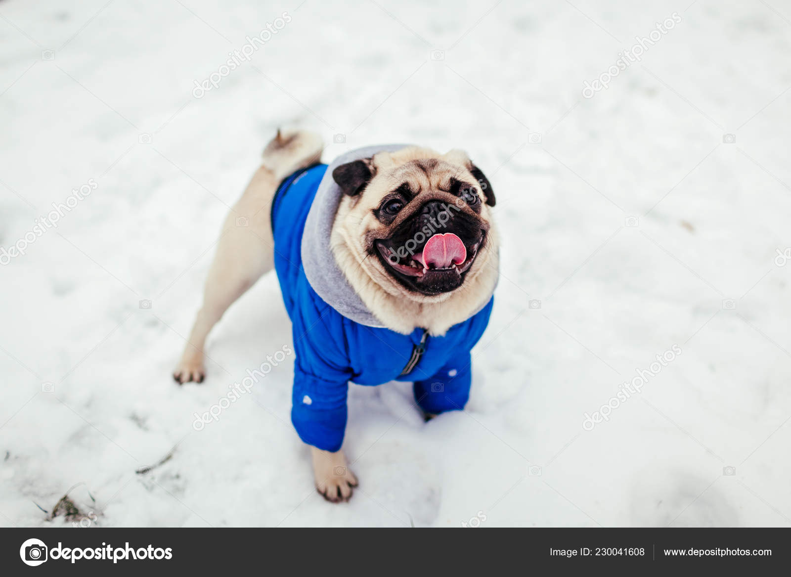 pug dog winter clothes