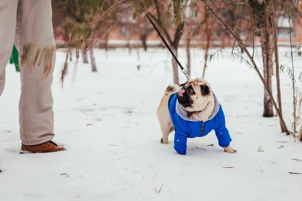 Мопса Гуляющего Снегу Своим Хозяином Щенок Зимнем Пальто Одежда Животных — стоковое фото