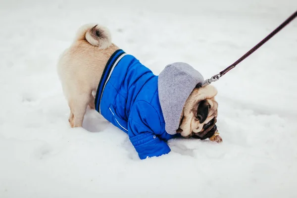 Pug Dog Biting Bone Outdoors Puppy Wearing Winter Coat Walking — Stock Photo, Image