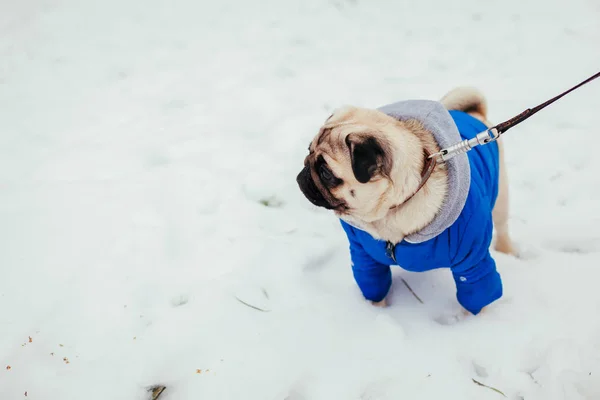 Pug dog in clothes walking on snow in park. Puppy wearing winter coat. Space