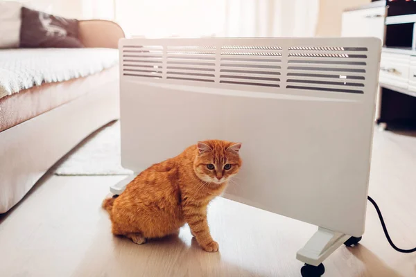 Usando Calentador Casa Temporada Calefacción Calentamiento Del Gato Sentado Por — Foto de Stock