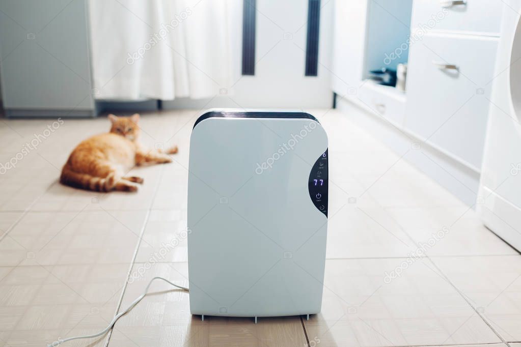 Dehumidifier with touch panel, humidity indicator, uv lamp, air ionizer, water container works at home while cat relaxing on kitchen. Air dryer
