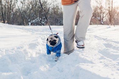 Efendisinin ile karda yürüyen pug köpek. Köpek yavrusu giyen kışlık mont. Hayvanlar için giyim