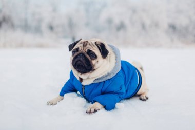 Pug köpek park karda yatan. Mutlu köpek yavrusu giyen kışlık mont. Hayvanlar için giyim