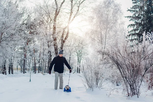 Pug dog walking on snow with his master in park. Puppy wearing winter coat. Clothes for animals