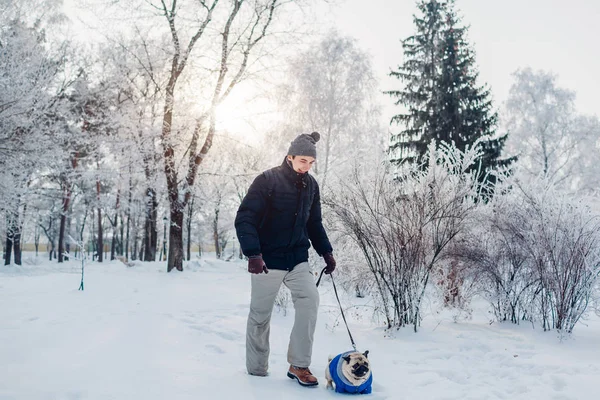 Pug dog walking on snow with his master in park. Puppy wearing winter coat. Clothes for animals