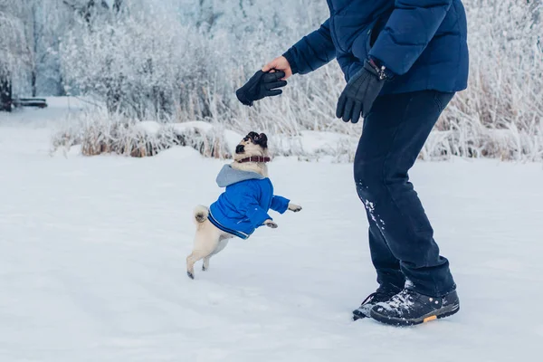 Мопса Гуляющего Снегу Своим Хозяином Щенок Зимнем Пальто Одежда Животных — стоковое фото