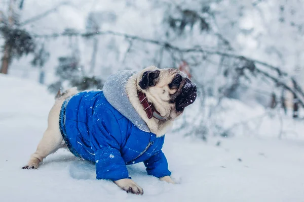 Pug dog walking on snow in park. Happy puppy wearing winter coat. Clothes for animals