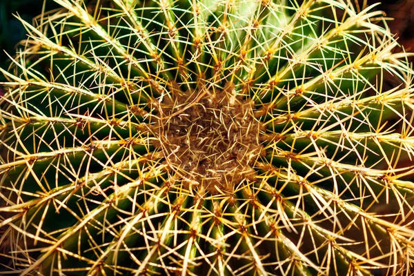 Cactus Sharp Prickles Shape Floral Natural Background — Stock Photo, Image