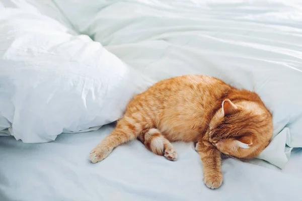 Ginger Cat Lying Empty Bed Home Morning Pet Cleaning Itself — Stock Photo, Image