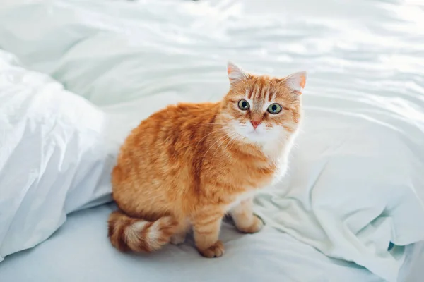 Ginger Gato Sentado Cama Vazia Casa Pela Manhã Olhando Para — Fotografia de Stock