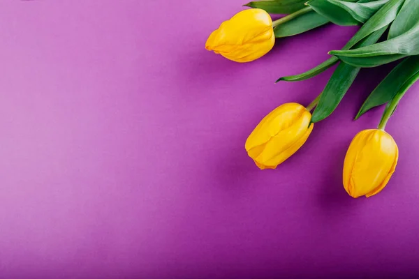 Gele tulpen op paarse achtergrond. Lente feestdagen. Ruimte — Stockfoto