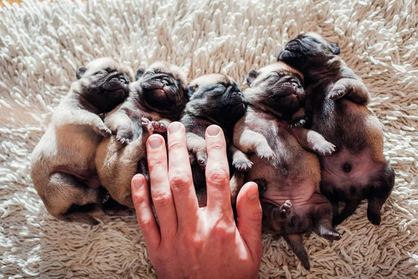Пять щенков-мопсов спят дома на ковре. Маленькие щенки, лежащие вместе на спинах — стоковое фото