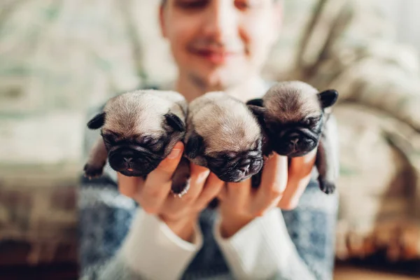 Joven sosteniendo tres perritos cachorros en las manos. Pequeños cachorros durmiendo. Perros reproductores —  Fotos de Stock